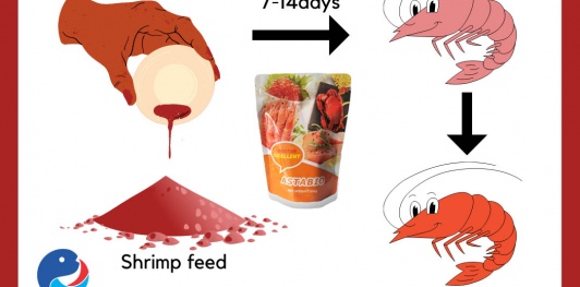 Astaxanthin cho tôm